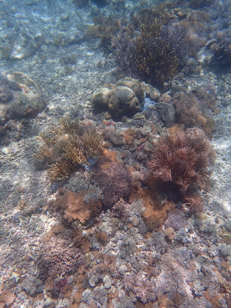 Underwater coral and marine life at Pink Beach in Komodo