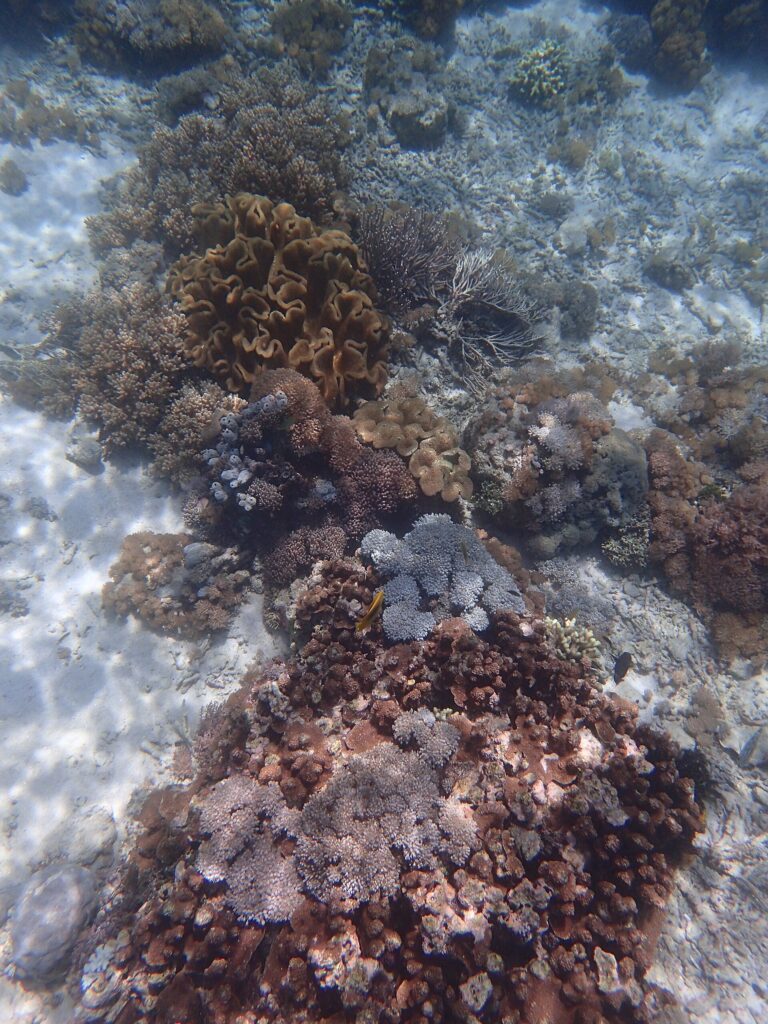 Underwater coral and marine life at Pink Beach in Komodo