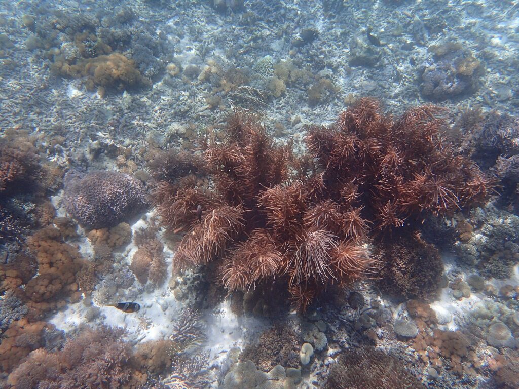Underwater coral and marine life at Pink Beach in Komodo