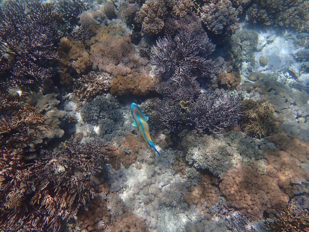 Underwater coral and marine life at Pink Beach in Komodo