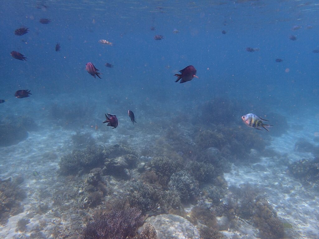 Underwater coral and marine life at Pink Beach in Komodo
