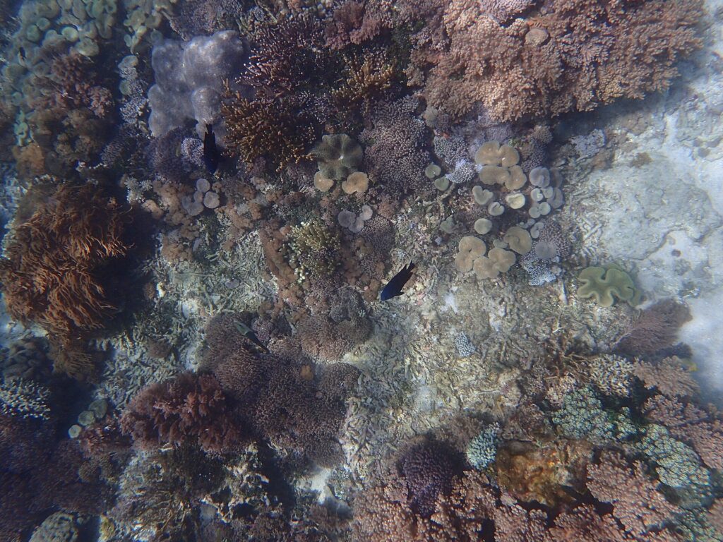 Underwater coral and marine life at Pink Beach in Komodo