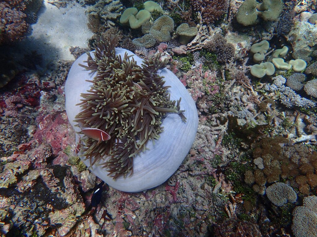 Underwater coral and marine life at Pink Beach in Komodo