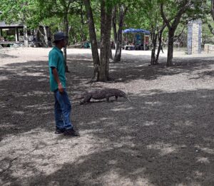 Natural landscape and wildlife view in the Komodo region